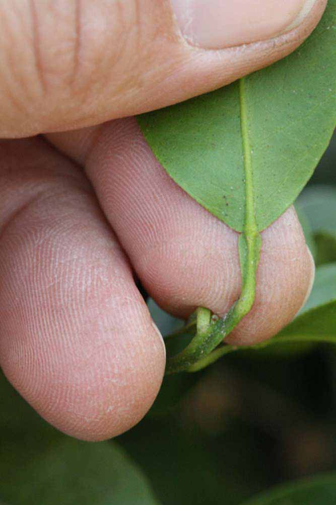              Petiole (Riverside, CA)       
